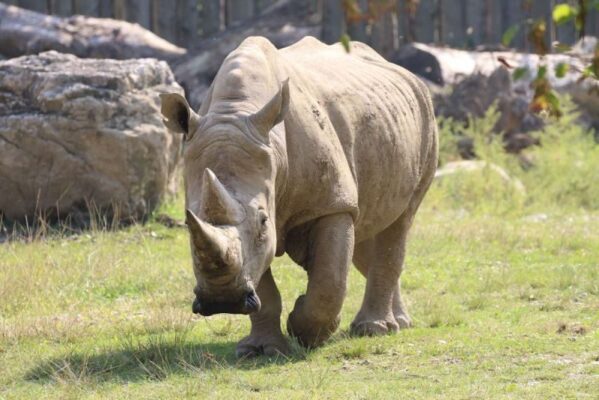 Murió «Toby», el rinoceronte más longevo del mundo