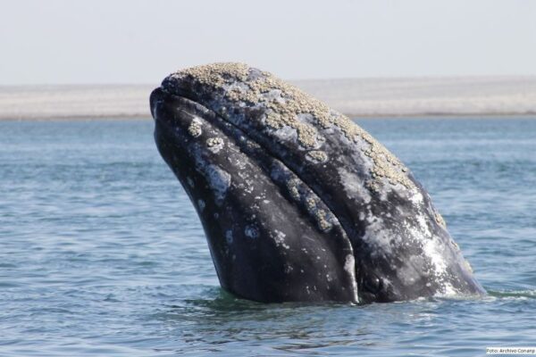 Llegan las primeras ballenas grises a Baja California