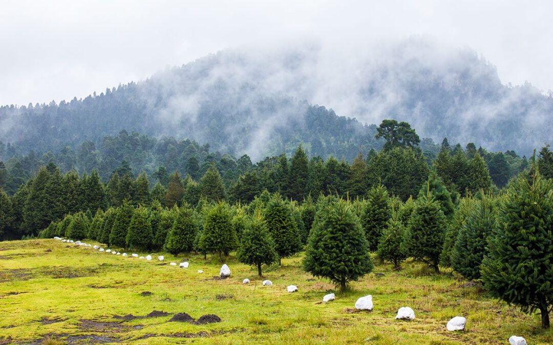 Anuncian Campaña de Reciclaje de Árboles de Navidad