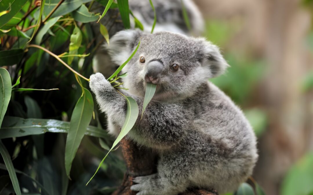 El Koala se suma a la lista de especies en peligro de extinción