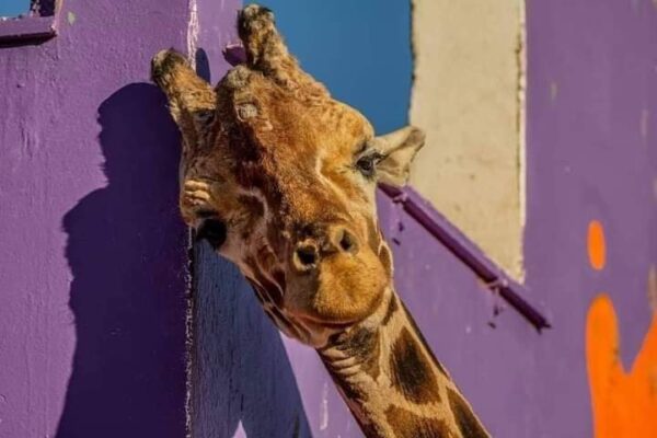 Fallece «Modesto» la querida jirafa en Ciudad Juárez