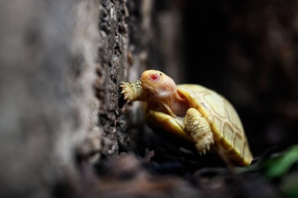 Nacimiento de la primera tortuga Galápagos albina