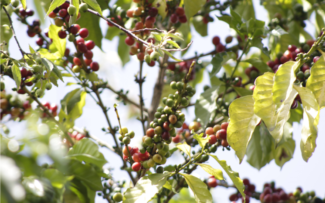 Biodoni: El arte de hacer café en el Estado de México