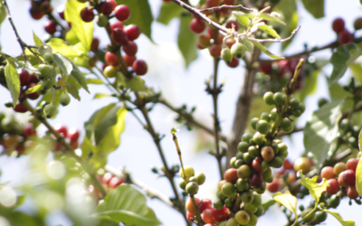 Biodoni: El arte de hacer café en el Estado de México