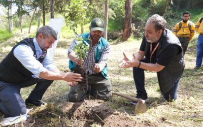 Reforestan Área Natural Protegida en Alcaldía Miguel Hidalgo