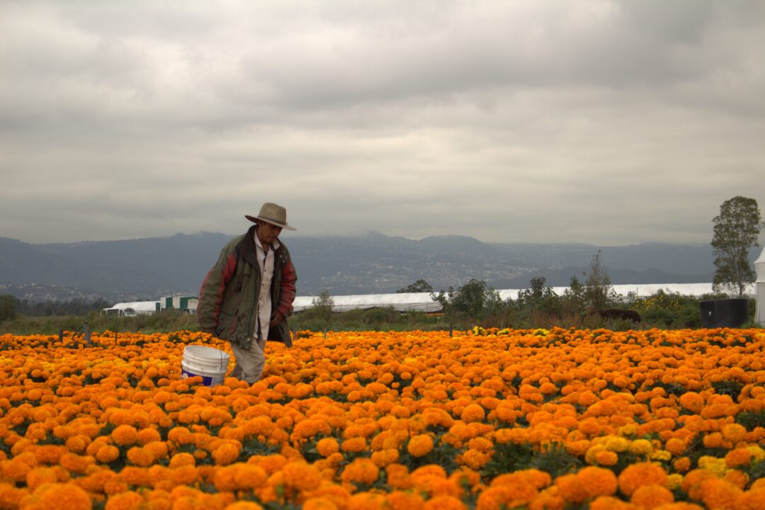 Cinco millones de plantas se cosecharon esta temporada de la zona chinampera de Xochimilco. Fotografía: Josué Vallejo