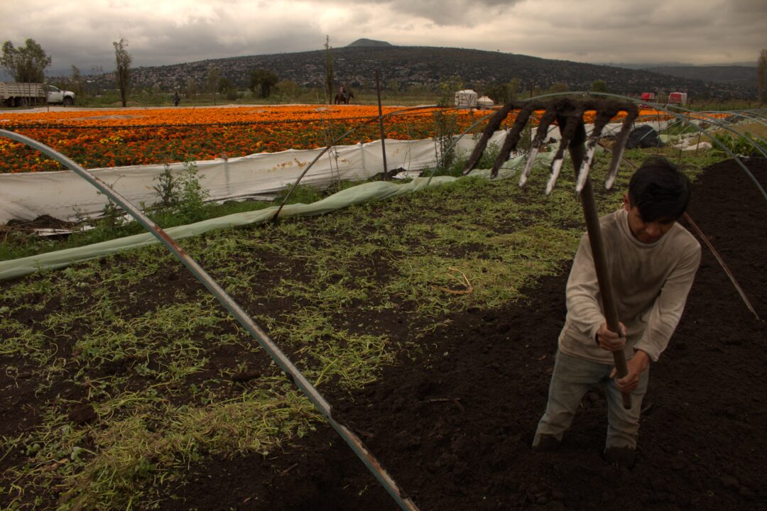 Más de cinco mil familias dependen directamente de la producción de cempasúchil en Xochimilco. Fotografía: Josué Vallejo