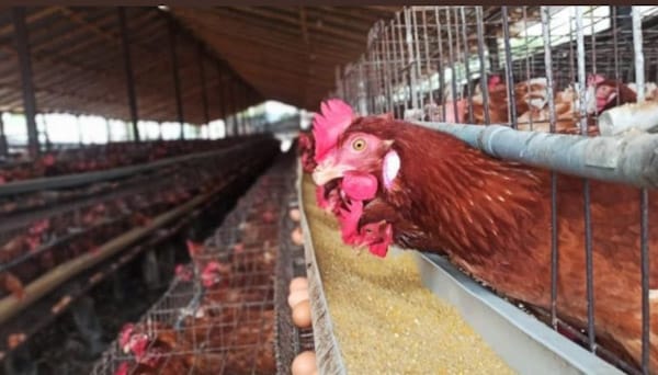 México reportó primer caso de la cepa H5N1 de la gripe aviar en Metepec