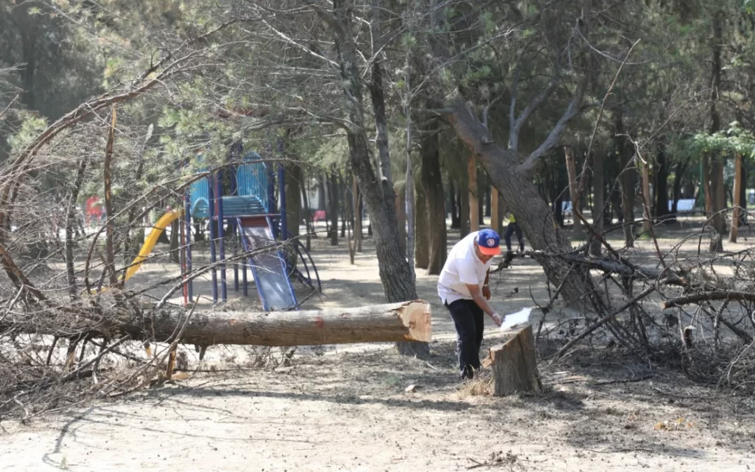 Plagas en Parque Naucalli: Se talarán más de 200 árboles