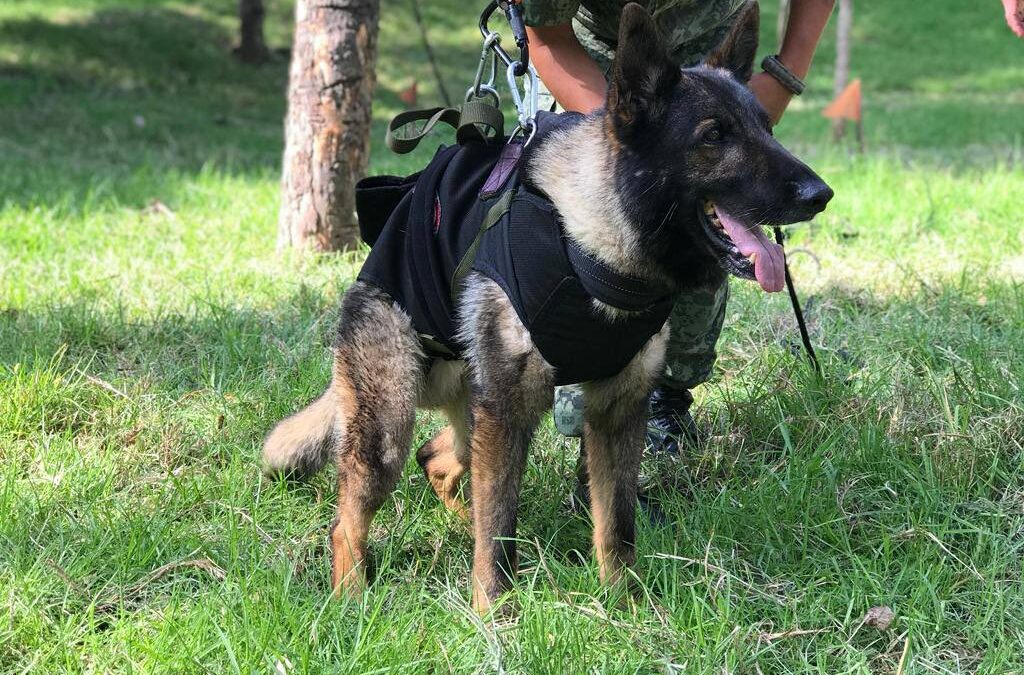 Proteo, canino heroico mexicano, fallece en misión de rescate en Turquía