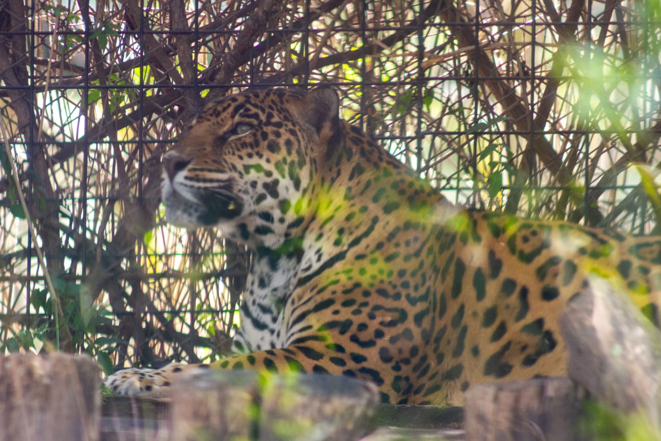 Ayer se celebró el Día del Jaguar. Foto: Sedema