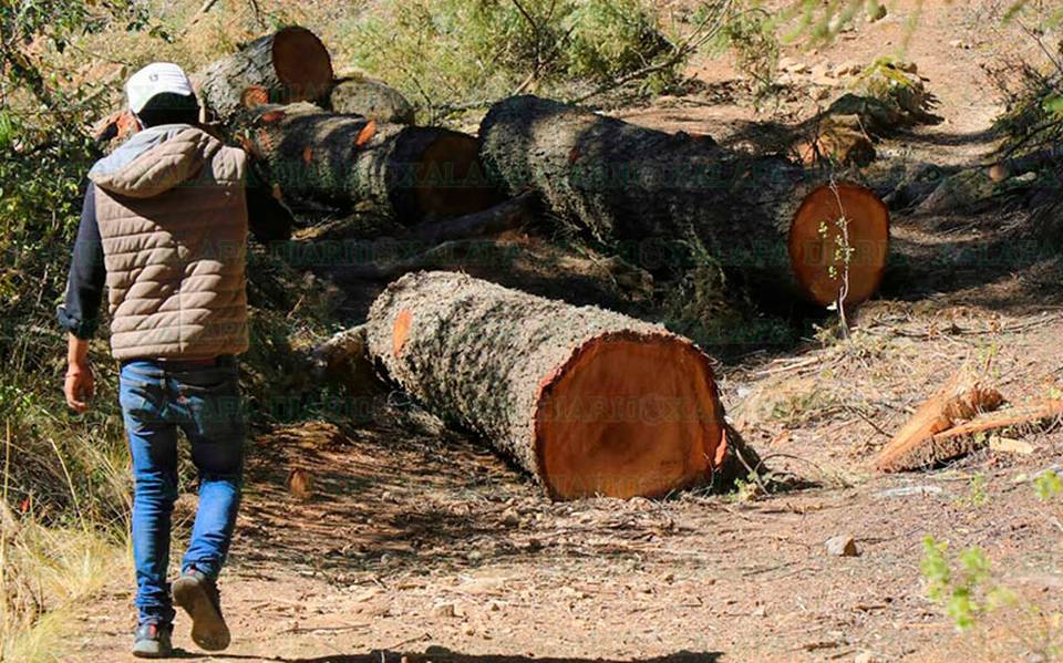 INAI solicitó a Profepa informar de la tala ilegal en la CDMX