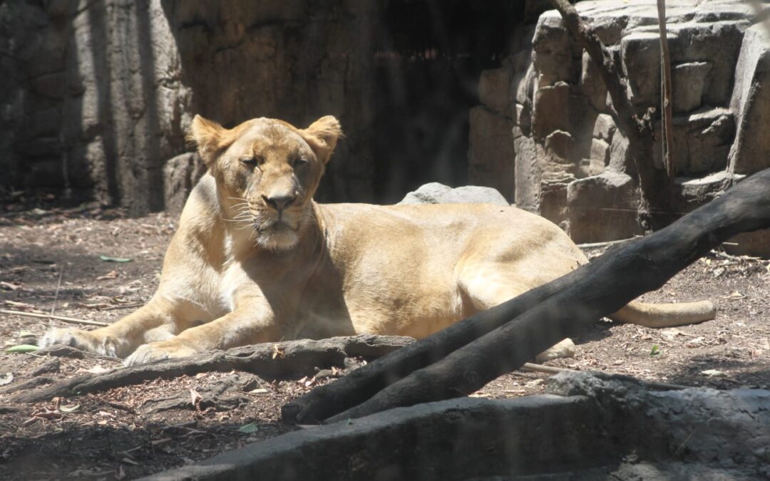 Leona rescatada de santuario Black Jaguar-White Tiger recupera su salud en el Zoológico de Chapultepec