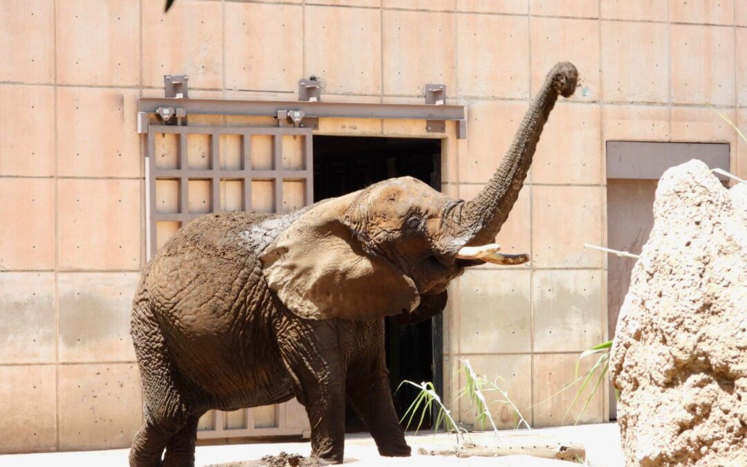 Sedema da a conocer condiciones de elefanta Ely en zoológico de Aragón