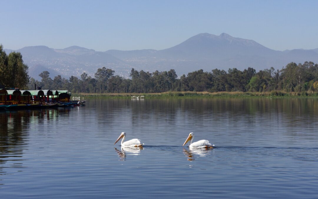 Rehabilitación en Xochimilco aumenta la llegada de aves migratorias