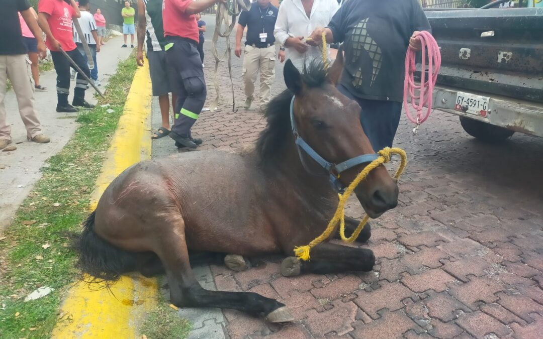 ¡Rescatan a caballo de coladera en Morelos!