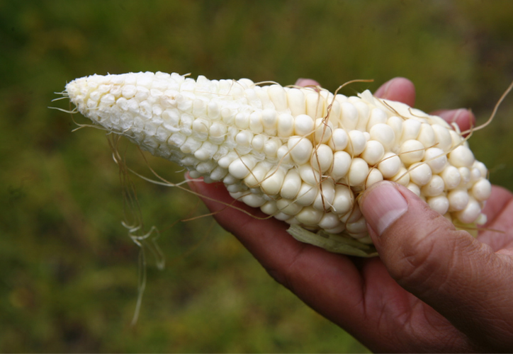 AMLO aprueba nuevo arancel para el maíz blanco