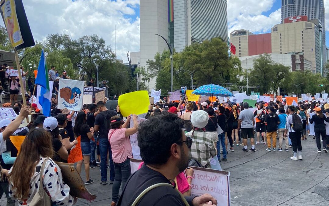 Todos unidos en Reforma en contra del maltrato animal