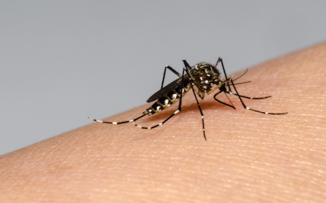 Puebla registra 27 nuevos casos de dengue; suman 1,057 personas infectadas