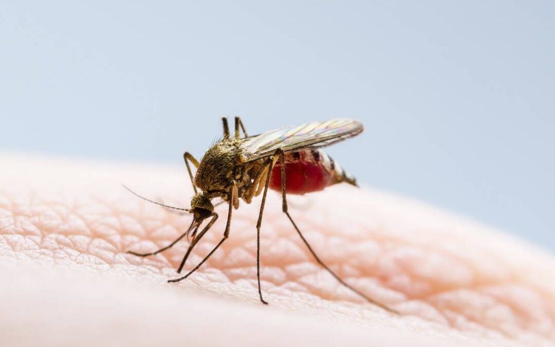 Registran 48 municipios poblanos de zonas endémicas casos de dengue
