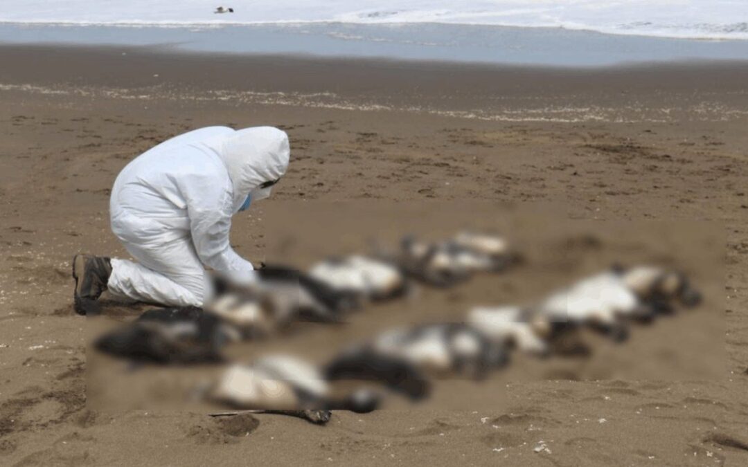 Aparecen más de 2 mil pingüinos muertos en Uruguay