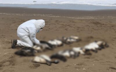 Aparecen más de 2 mil pingüinos muertos en Uruguay