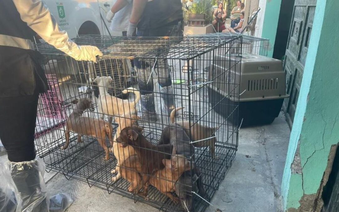 Rescata FGJEM a 10 perritos, durante cateo en inmueble de Ecatepec