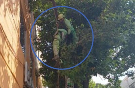 Una mujer se electrocutó mientras podaba árbol en la Del Valle
