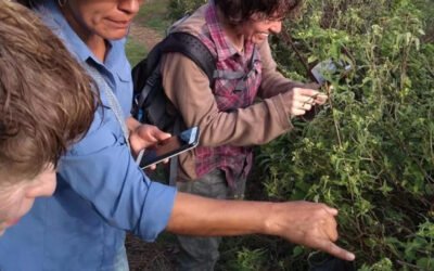 Biólogos mexicanos descubren nueva especie de planta