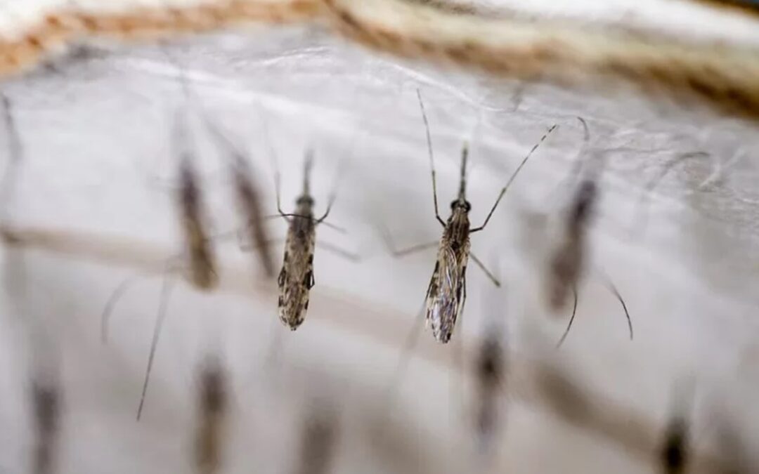 Hay mil 886 casos acumulados de dengue en 82 municipios poblanos
