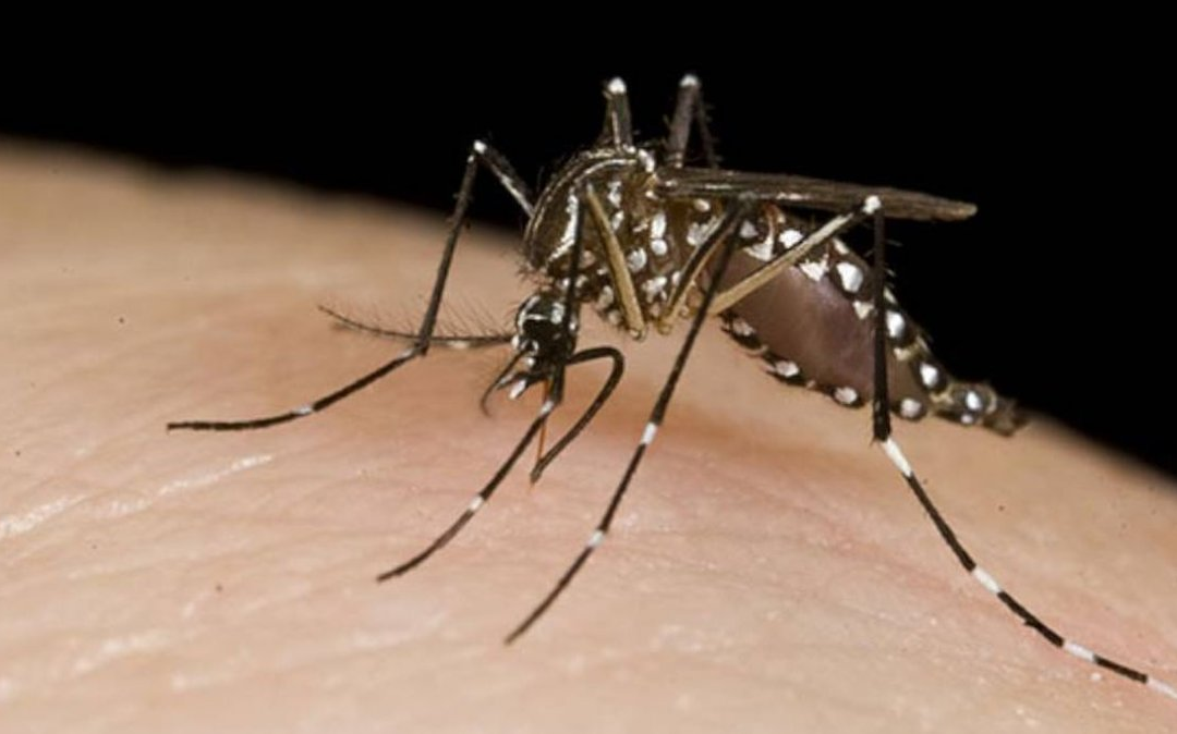 Van 172 casos confirmados de dengue en el estado de Hidalgo