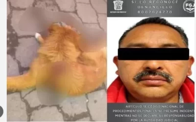 Es detenido carnicero que apuñaló a perro por robar un trozo de carne en Toluca