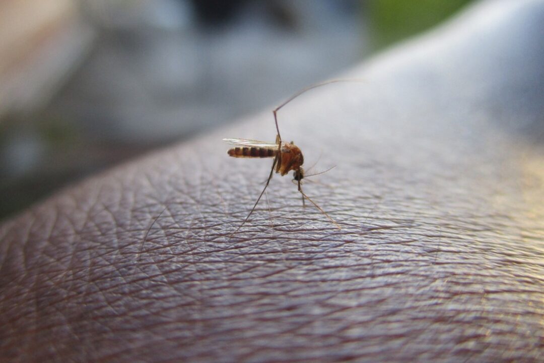 Reporta Salud de Puebla 14 hospitalizados por dengue