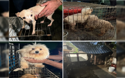 Rescatan a 31 perros quienes fueron abandonados en un predio en Ecatepec