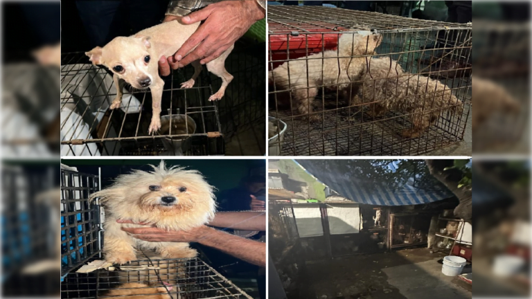 Rescatan a 31 perros quienes fueron abandonados en un predio en Ecatepec