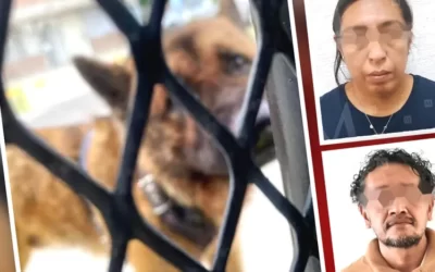Fiscalía del Edoméx detiene a presuntos responsables de la muerte del perro Kuko