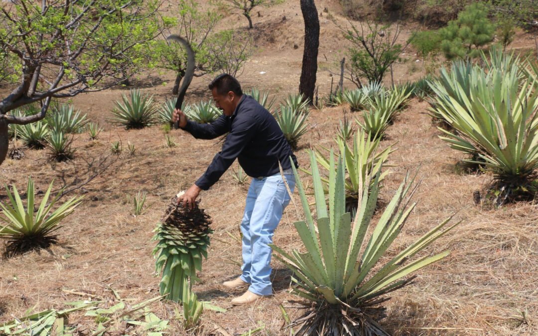 Puebla impulsa economía de la Mixteca a través de apoyos a productores de mezcal