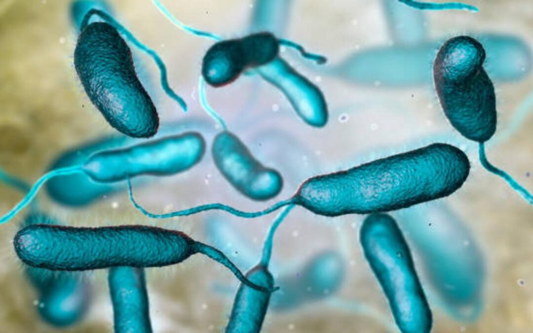 Alerta en EE.UU. por presencia de bacteria mortal en el Atlántico y el golfo de México