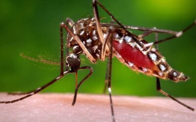 Exhorta SESA Querétaro a la población a ejecutar acciones contra el dengue