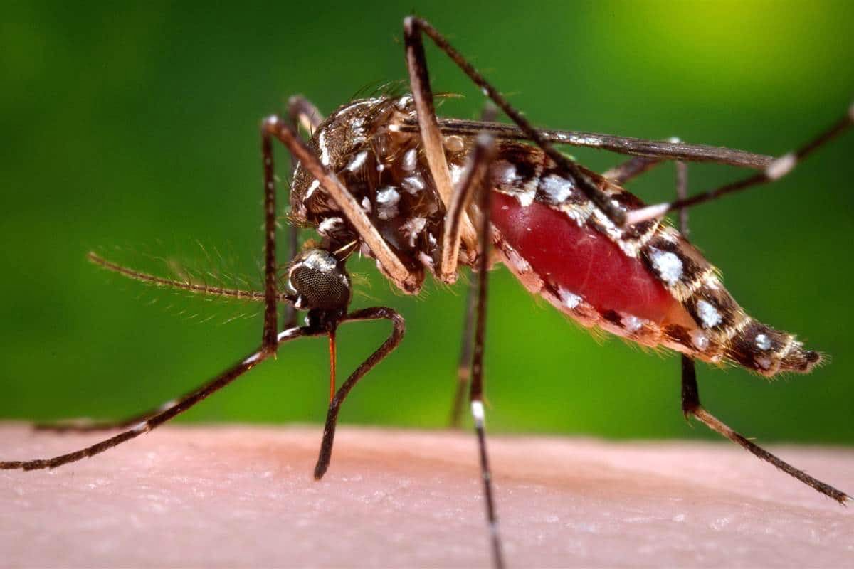 Exhorta SESA a la población a ejecutar acciones de prevención contra el dengue