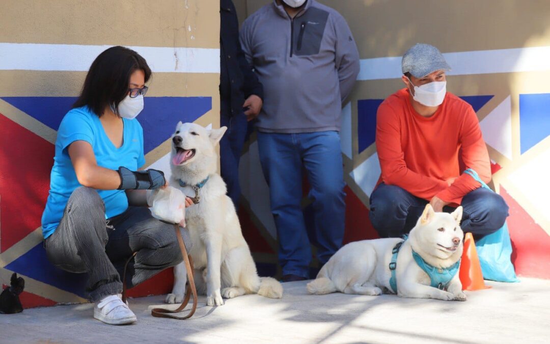 Alcaldía Tlalpan ofrece taller de rehabilitación para perros temerosos de la pirotecnia