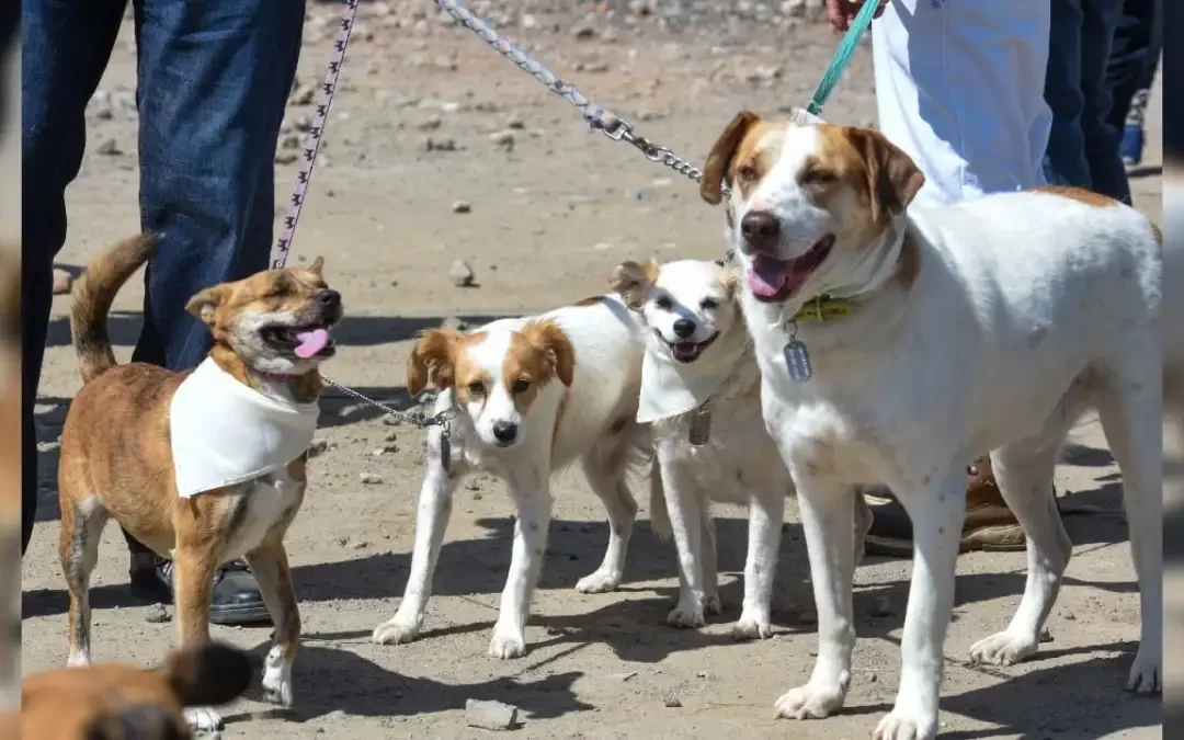 Mayores sanciones a dueños de mascotas que los paseen sin correa: Legisladores