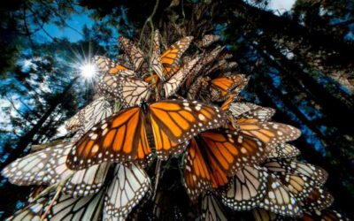 Edoméx prepara la apertura de los santuarios de la mariposa monarca
