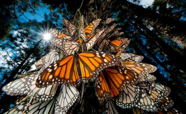 Edoméx prepara la apertura de los santuarios de la mariposa monarca
