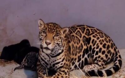 Chapultepec celebra el nacimiento de tres cachorros de jaguar, especie en extinción