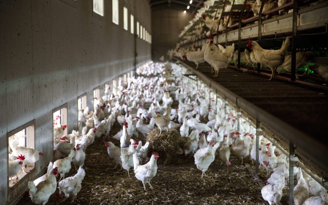 «Gran preocupación» por contagio de gripe aviar a otras especies, incluido el humano: OMS