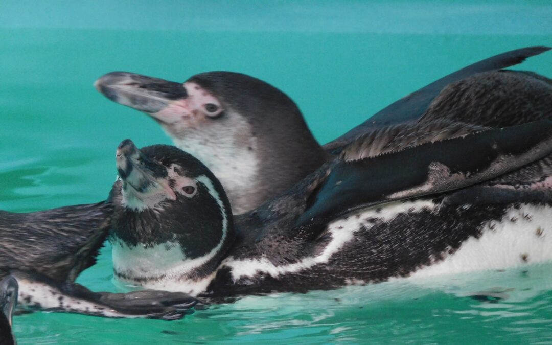 El Zoológico de Chapultepec recibe cinco nuevos pingüinos Humboldt en un esfuerzo de conservación