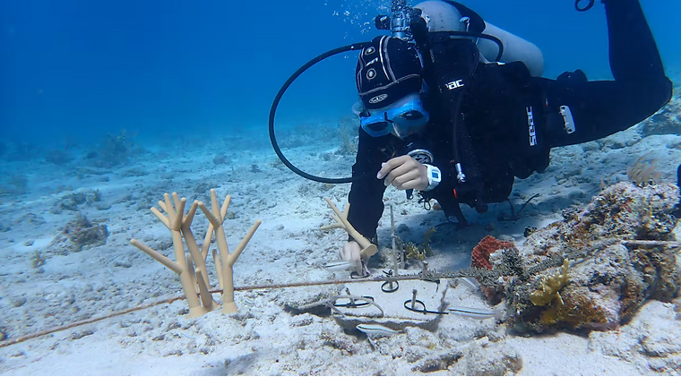 Avances sostenibles en el caribe e islas a favor del medio ambiente