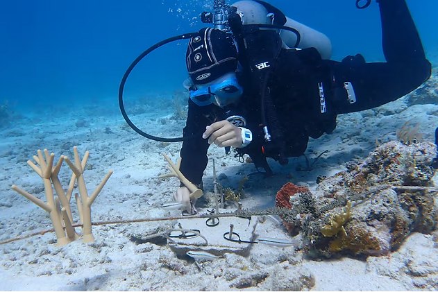 Avances sostenibles en el caribe e islas a favor del medio ambiente